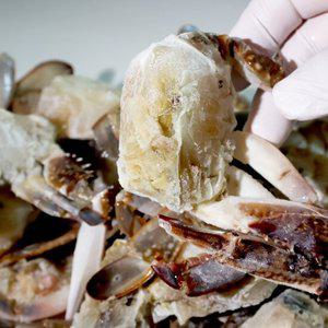 [엠픽]제철어획 신진도 절단손질꽃게 (암/수혼합) 800g