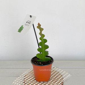 피쉬본 생선뼈선인장 실내공기정화식물 공기청정식물 다유기 다육이키우는법
