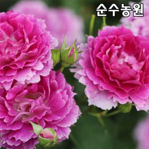 장미특선 땅장미 묘목, 세헤라자드 개화주 포트1개/꽃나무