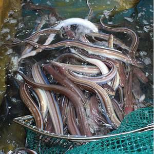 통영 자연산 바다장어 붕장어 손질장어 구이 택배 1kg