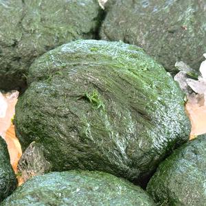 농가살리기 남해 매생이 350g*2팩 (총 700g)