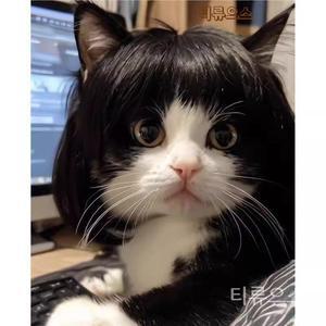 고양이 개용 할로윈 가발 세트 개 반려동물 귀여운 단발머리 고양이가발특이한코스튬 티류으스