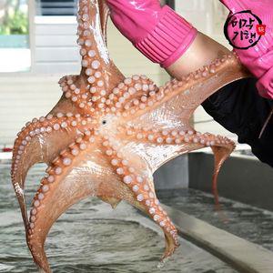 미각기행 통영 돌문어 2kg(1-6미)