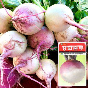[화분월드]강화순무 씨앗 (2000립)  야채씨앗 채소씨앗 배추씨앗