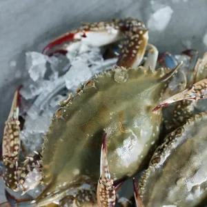 당일조업 서해안 가을 숫꽃게 3kg (kg당,3-5미내외)