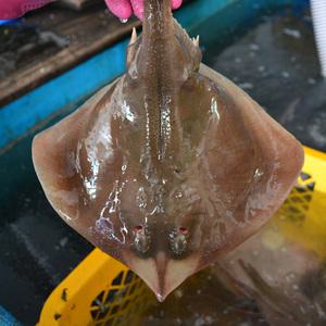 한그슥 자연산 손질 간재미 1kg (손질후 700g) 냉동 간자미 갱개미 가오리