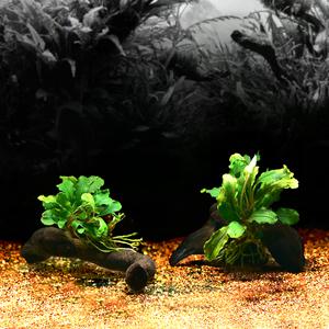 수초-잔유목 부세 잉카 활착-열대어 어항 수족관 수중식물