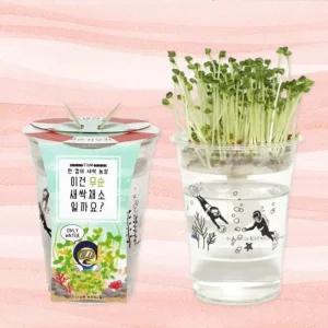 (무순) 한 컵 새싹 농장 무순/식물키우기키트/나팔꽃키우기/화분키트/바질키우기/반려식물키우기/식물키우