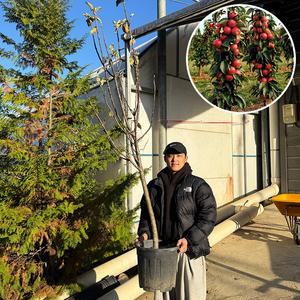 기둥사과나무 묘목 7년생 결실주 과일나무 재배 수확 유실수 과실수 원예 가드닝
