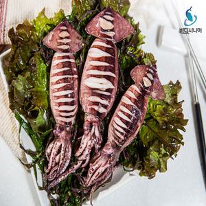 국내산 생물 한입용 급냉 통찜용 오징어 5~7미내외
