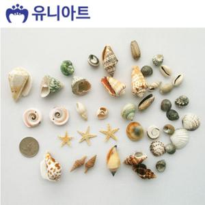 유니아트 5000통 만들기 조개세트 (모양랜덤) (P0000CFL)/조개/껍질/껍데기/어항/꾸미기/테라리움/공예