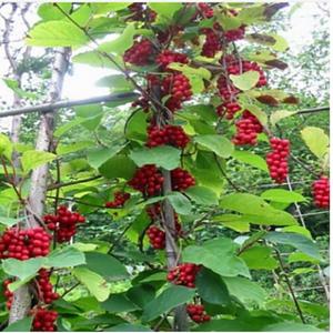 오미자나무 묘목 5주 1묶음 2년생 특묘