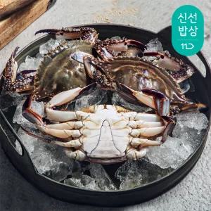 [품질보장]더신선 태안 자연산 통통 활 꽃게 3kg 9-15미/드디어 금어기 종료 시즌 첫 출하!