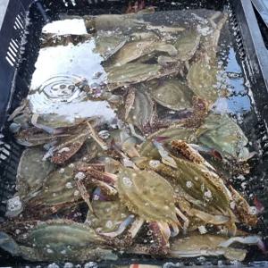군산 활 숫꽃게 1kg 3-5미 속 꽉찬 생물 꽃게