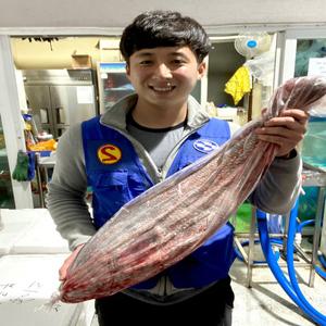 신안 임자도 자연산 활 민어 회 6kg~8kg 선택