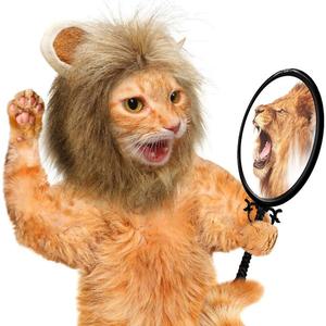 고양이 강아지 사자 모자 생일 고깔 귀여운 촬영