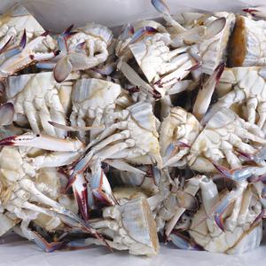 연평도 손질 절단 꽃게 8kg 대용량 (음식점, 업소용, 찌개용, 냉동꽃게)