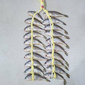 [기타]손질 굴비 프리미엄 영광 굴비 1.6kg 급 20미 (제이)
