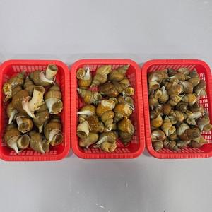 연안 활 백고동 백골뱅이 1kg 대