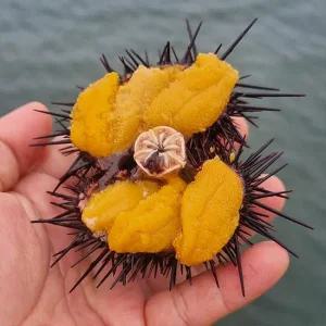 국내산 보라성게알 100g 단품