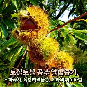 [충남] 공주 알밤줍기체험+공주 명소탐방(마곡사/석장리 박물관/메타세쿼이아길) 당일여행 / 서울경기出