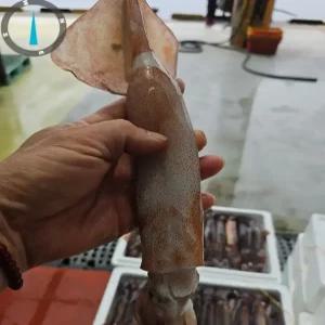 국내산 생물 오징어 1kg 제철 별미 당일조업 통찜 볶음 무국