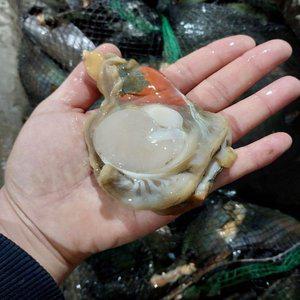 당일조업 서해안 생물 키조개 관자 1kg (8~14미 내외,날감지 포함)