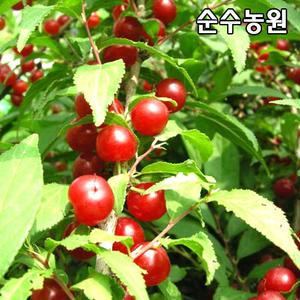 산앵두나무 묘목, 이스라지 9치화분/야생앵두/조경수/꽃나무