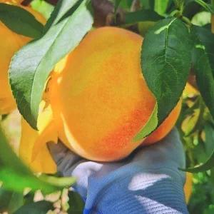 피치파크 E.M 복숭아 단황도 네오 황도 4kg 기스과 (약간 말랑 당도보장) 10~15과 내외 7351003