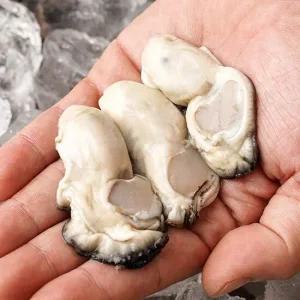 품질보장 통영 당일작업 생굴 3kg_조리용