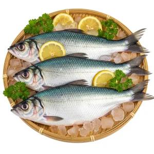 [바다의 뜰] 국내산 여수 제철 햇전어 급냉 구이용 통전어2kg