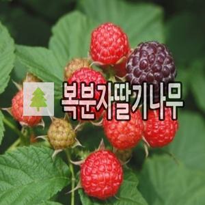 복분자딸기나무 묘목 삽목1년 10주묶음