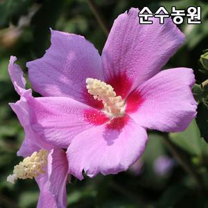 무궁화나무 묘목 실생2년 뿌리묘(특) 3개/꽃나무/기념식수