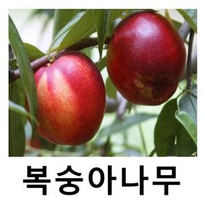 복숭아나무 묘목 천도 1등묘 3주묶음