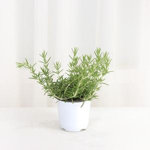 갑조네 클리핑로즈마리(소품)
