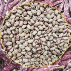 콩씨앗 종자 원예 호랑이콩씨앗 30g종자 원예용품종 30g