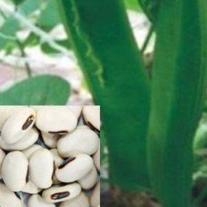 작두콩종자 씨앗 품종 흰색작두콩씨앗 작두콩작물종자