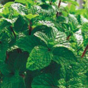 허브씨앗 페퍼민트 커몬 야생화 페퍼민트허브씨앗 커몬허브종자