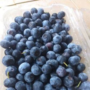 고씨네 국산블루베리 산지직송 당일수확 해남블루베리 생블루베리 500g 노지블루베리 초특가판매