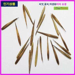 맹종죽씨앗 5립 대나무씨앗