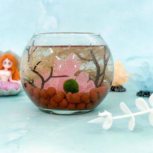 미니 어항 마리모 키우기 DIY - 1인세트