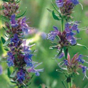 허브 야생화 씨앗 히솝꽃 품종 200립 허브종자 다채로운