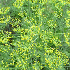 허브종자 요리용 씨앗 야생화 허브씨앗 요리 허브 수확용