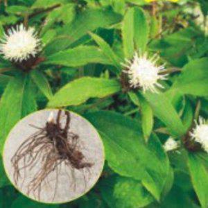 식물 씨앗 삽주 백출 천개 식물종자 100립 다육식물 번식용