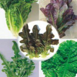 상추 재배 씨앗 청치마 품종 야채종자 신선한 채소 청치마상추