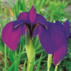 꽃창포 씨앗 야생화종자 창포 품종종자 식물 재배 꽃식물