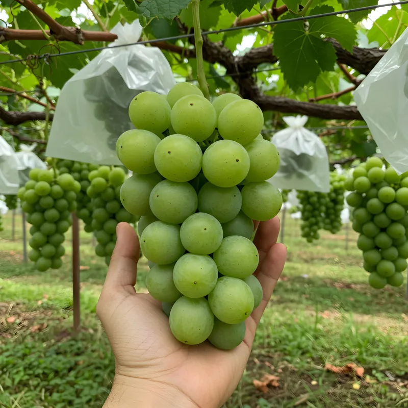 달콤한 샤인머스켓 1kg 2수
