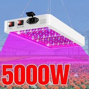 5000W 양자 보드 LED 성장 빛 식물 램프 전체 스펙트럼 LED 식물 전구 실내 4000W Phytolamp 꽃 모종 Fitolamp