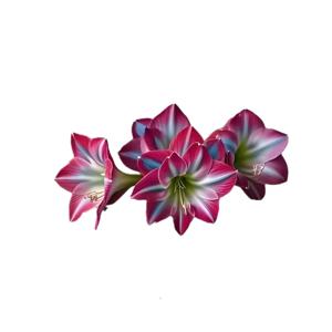 댄스 퀸 Hippeastrum Rooting Sprouting Double Dreams Amaryllis 꽃 꽃 뿌리 브래킷 자연 식물 고정 클램프 2Pcs