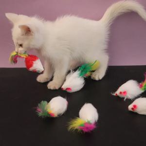 1pcs 고양이 장난감 대화 형 귀여운 부드러운 양털 거짓 마우스 다채로운 깃털 재미 있은 고양이를위한 훈련 장난감 새끼 고양이 애완 동물 용품